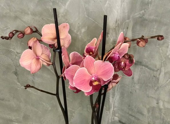 2A953B1C-6268-49BC-82B4-9DBEA19764D1_1_201_a